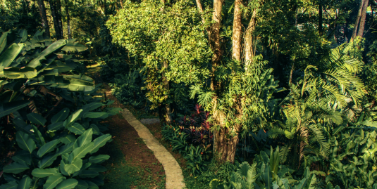 Green garden path surrounded by tropical plants