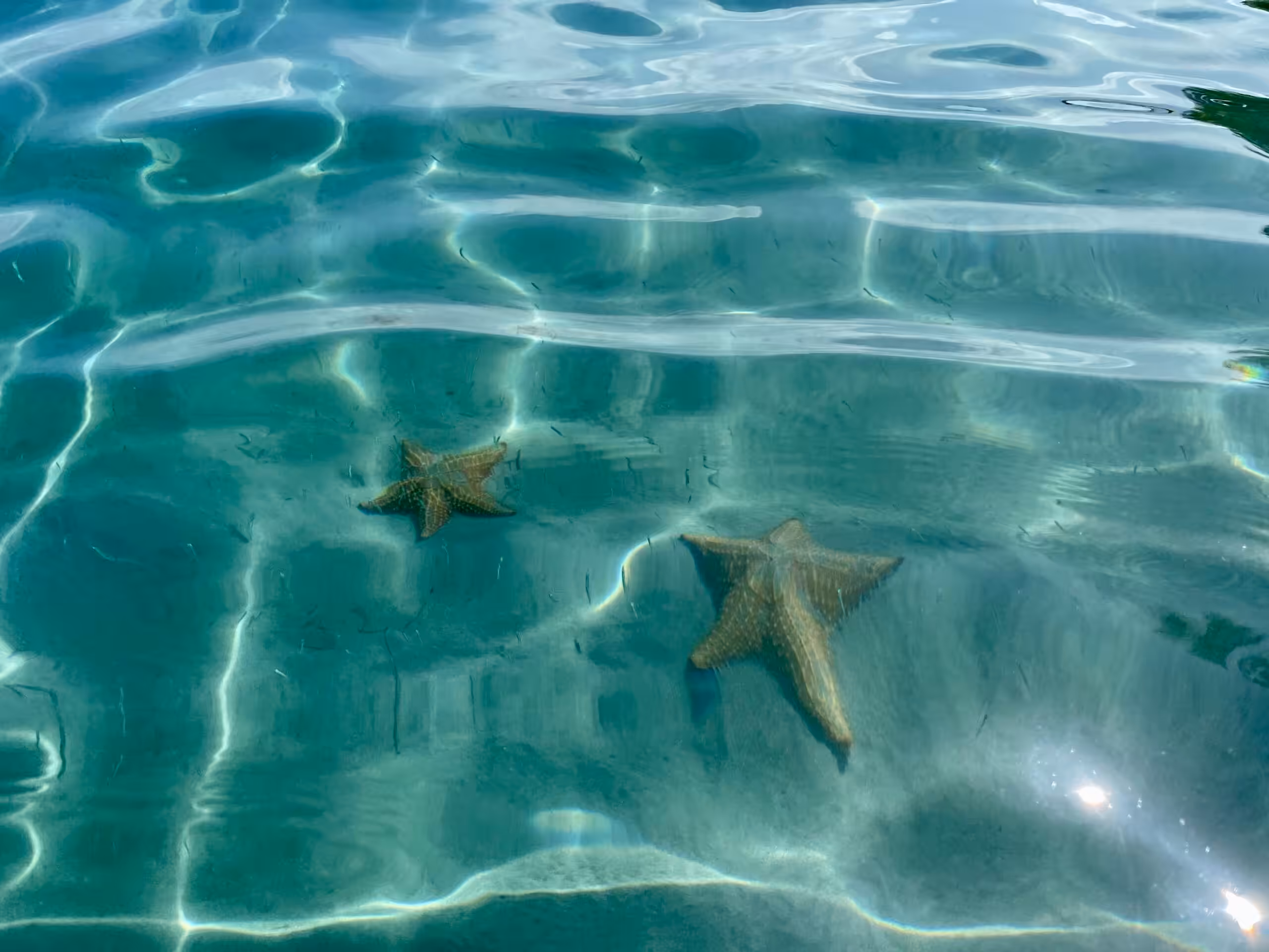 Starfish in clear turquoise water at Starfish Beach